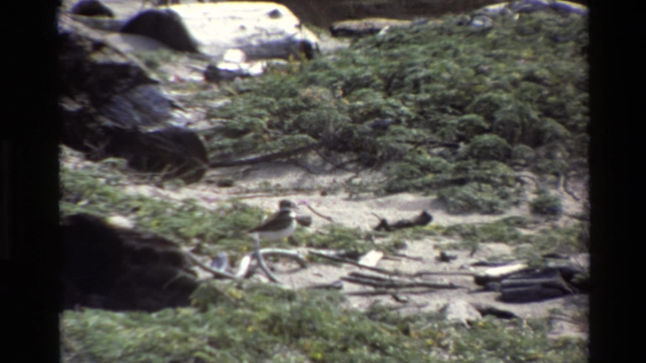 Small bird walking near driftwood on sandy terrain with dense low shrubs behind it.