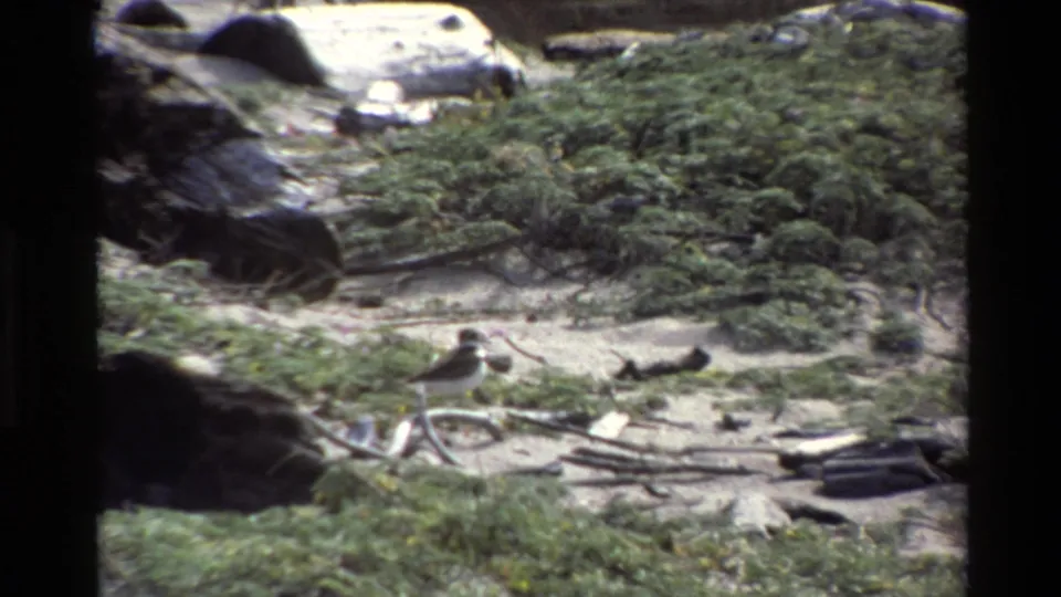 Small bird walking through rocky Big Sur ground, 1980, with driftwood pieces, sandy soil, and low coastal plants visible.