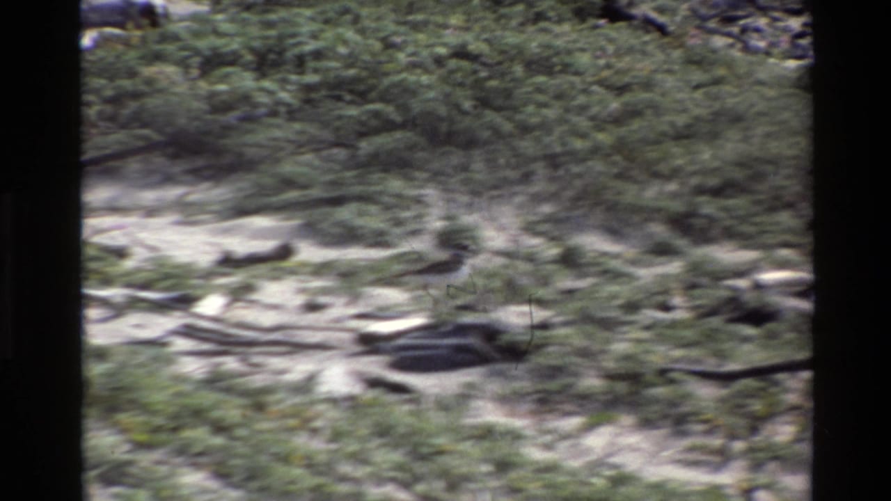 Handheld 8mm view of Big Sur ground, 1980, with motion blur across shrubs, rocks, sand, and scattered driftwood.