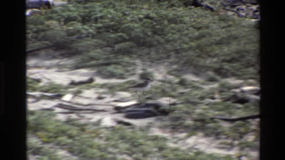 Handheld 8mm view of Big Sur ground, 1980, with motion blur across shrubs, rocks, sand, and scattered driftwood.