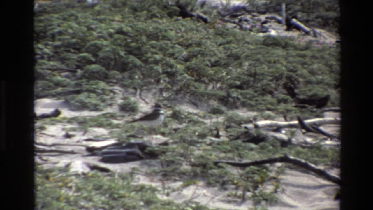 Small bird in 1980 Big Sur footage standing among low shrubs, sandy ground, driftwood, and dark rocks near the end of the clip.