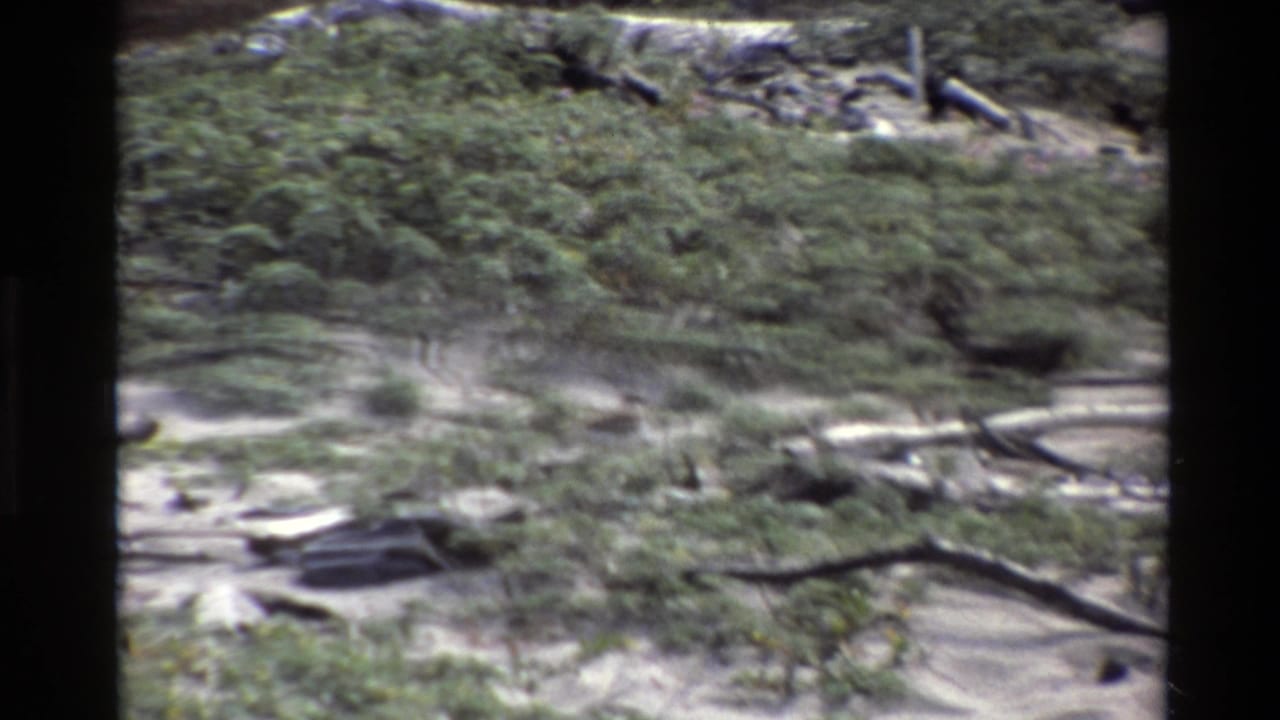 1980 Big Sur home-movie frame showing a dark bird on sandy beach ground near low green vegetation and driftwood.