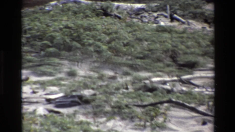 1980 Big Sur home-movie frame showing a dark bird on sandy beach ground near low green vegetation and driftwood.