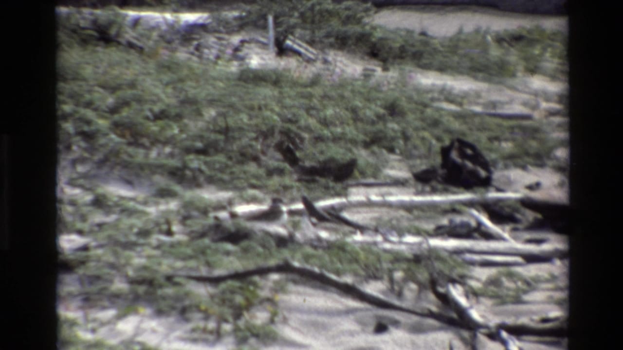 Dark bird standing among driftwood, sand, and low coastal vegetation.