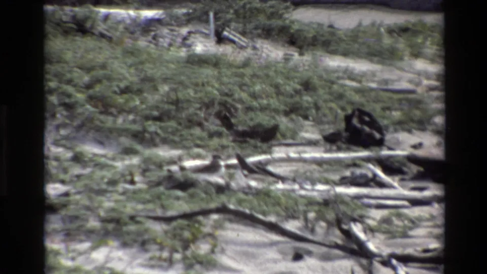 A dark bird appears on a sandy Big Sur beach area with driftwood, low green plants, and soft 8mm color.