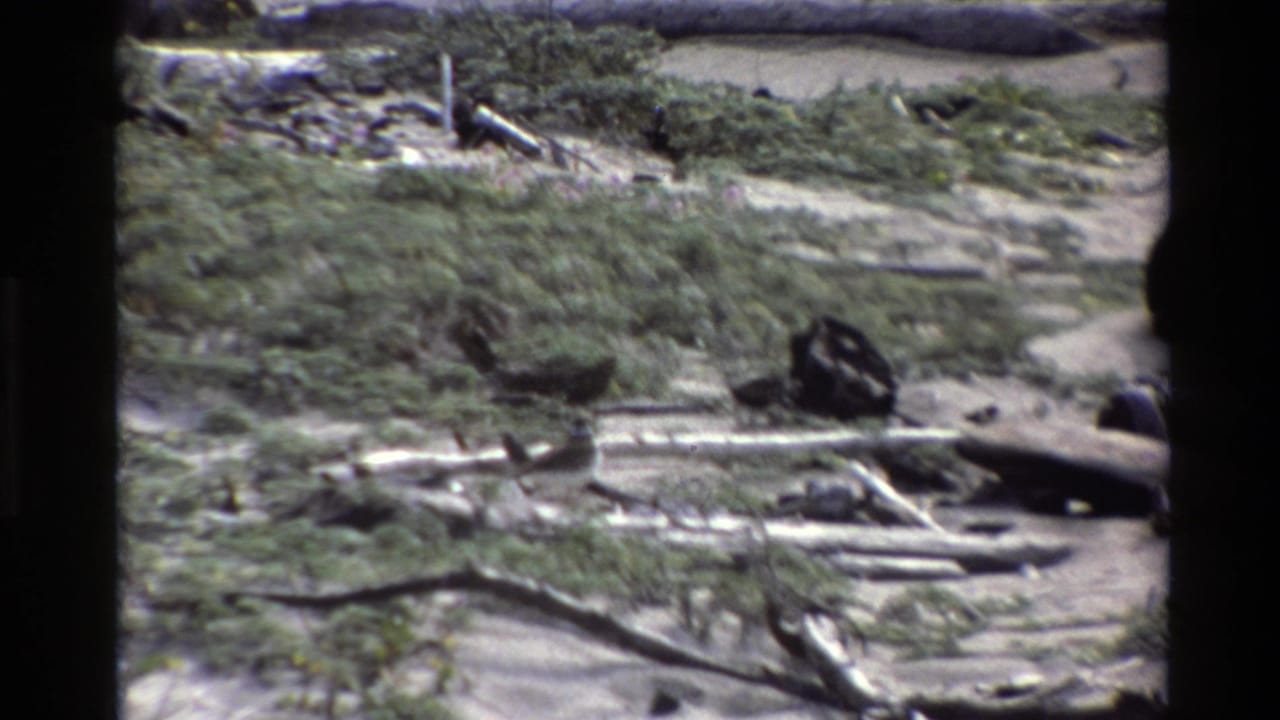 Big Sur 1980 frame with a dark bird near pale driftwood, sandy ground, and thick low beach vegetation.
