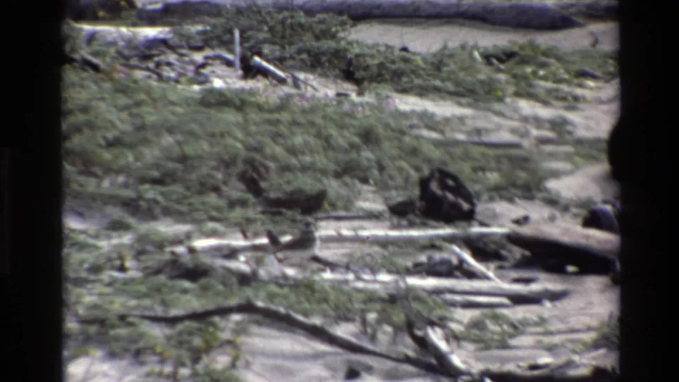 Big Sur 1980 frame with a dark bird near pale driftwood, sandy ground, and thick low beach vegetation.