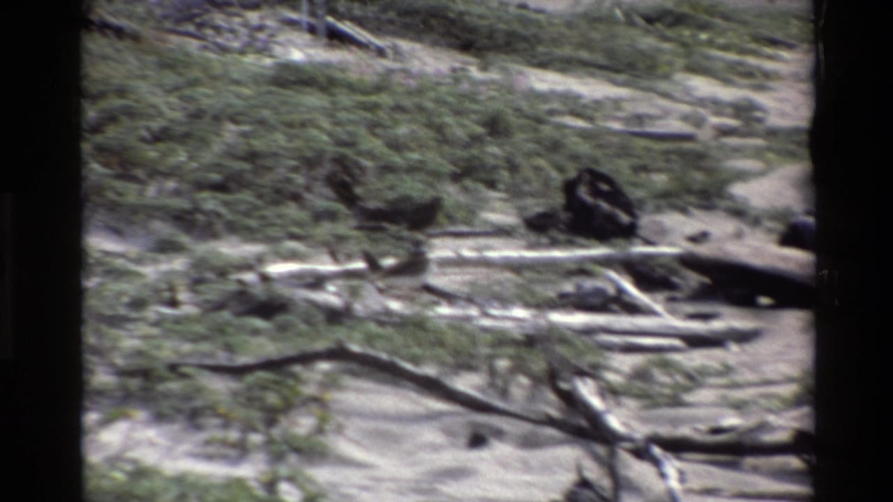 The final Big Sur beach frame shows low green vegetation, driftwood, sand, and a dark bird partly near the lower edge.