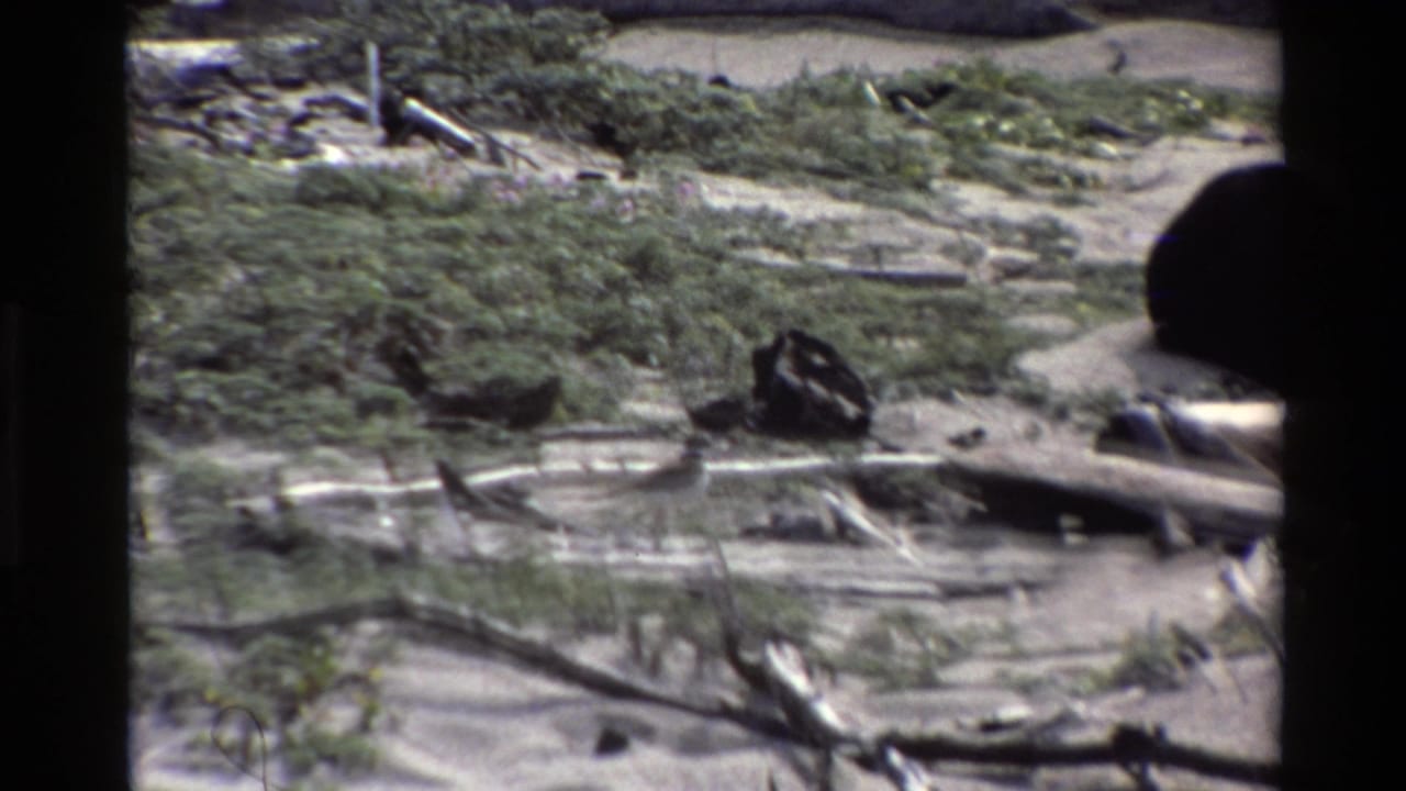 A bird forages on sandy ground near driftwood and low shrubs in Big Sur, California, from 1980 8mm home-movie footage.