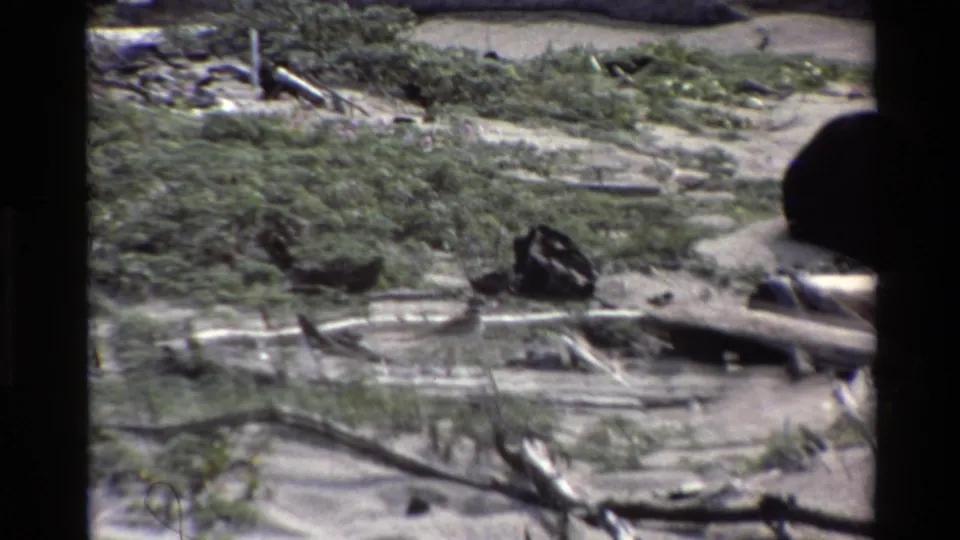 A bird forages on sandy ground near driftwood and low shrubs in Big Sur, California, from 1980 8mm home-movie footage.