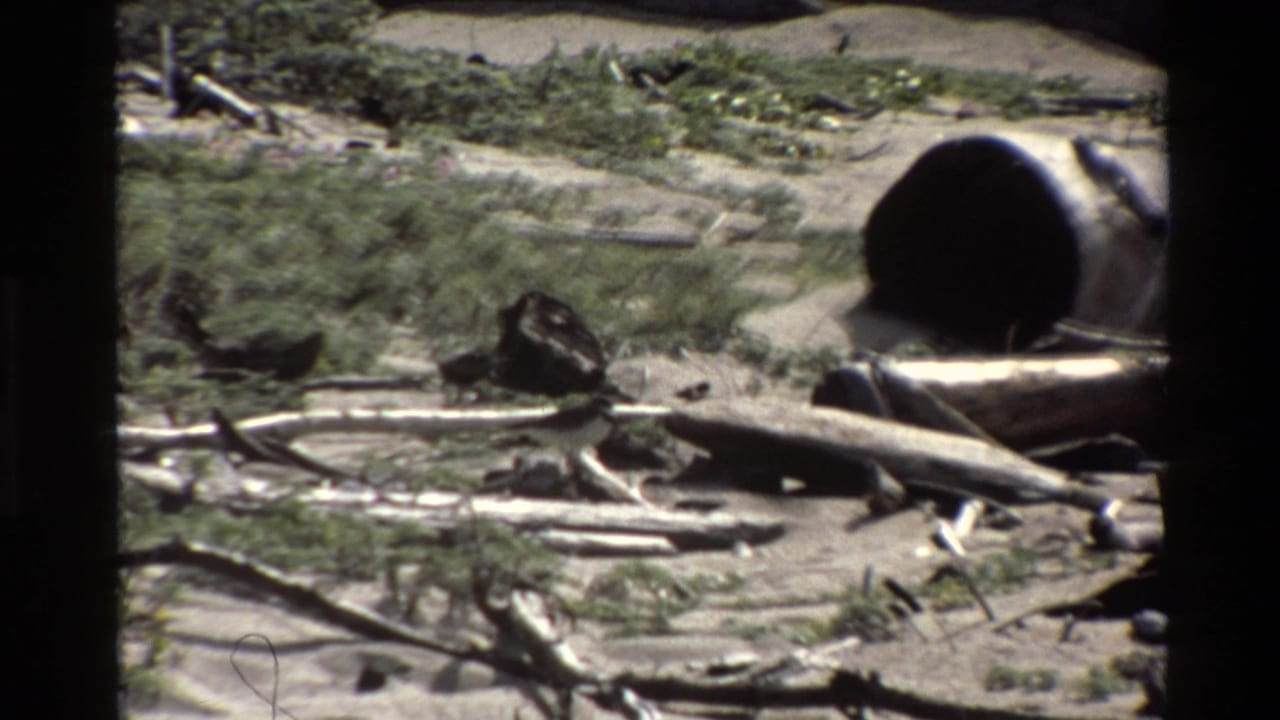 Bird beside weathered wood, sand, brush, and a large hollow log shape.