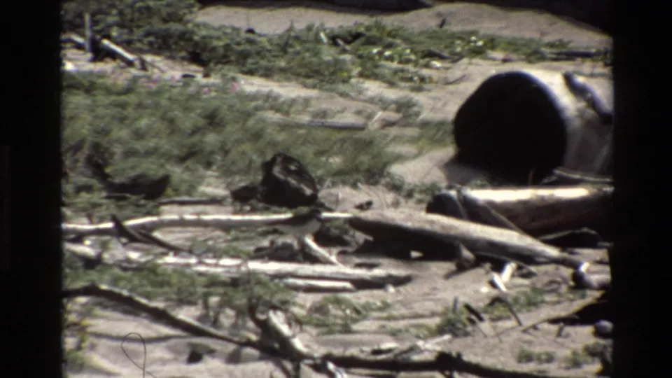 A bird stands among driftwood, sand, and coastal vegetation, with a large hollow log-like form at the right edge.