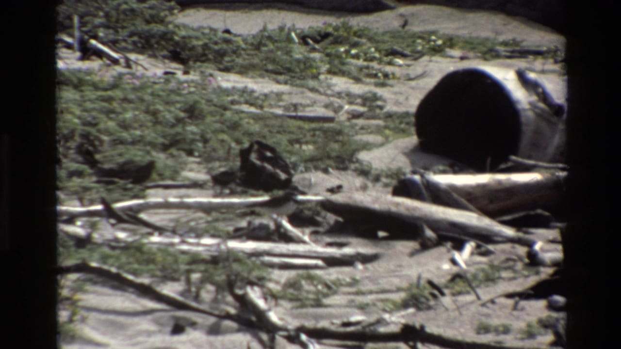 A small dark bird appears on sandy coastal ground near driftwood and low plants in the supplied Big Sur 1980 footage.