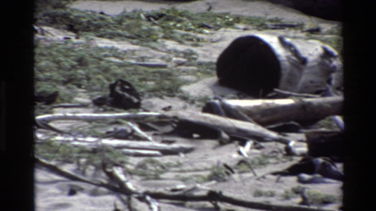 The bird remains in a sandy coastal patch with driftwood, brush, rocks, and visible 8mm frame-edge artifacts.