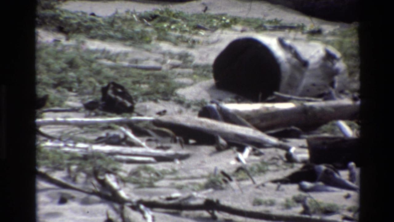 1980 Big Sur beach frame showing driftwood, dried seaweed, scattered refuse, and a hollow log against low coastal plants.
