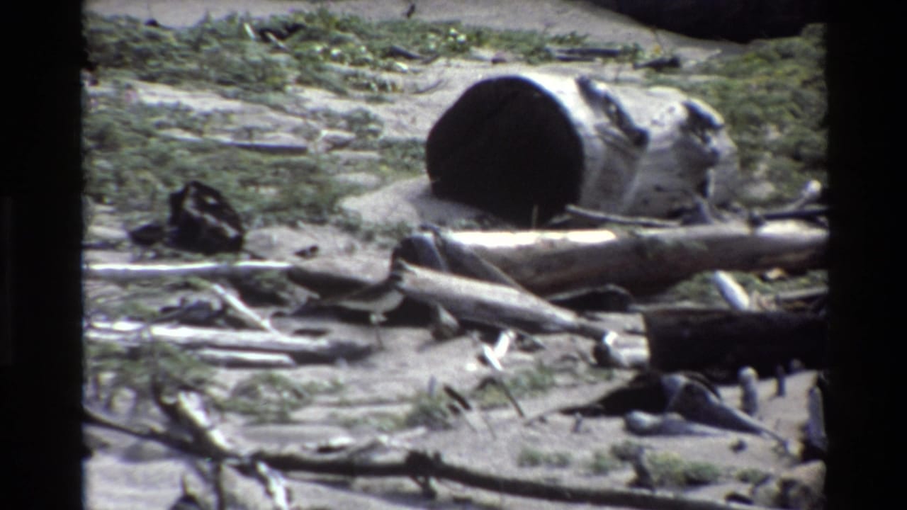Similar beach view with a hollow log, weathered wood, seaweed, and scattered dark objects on sand.