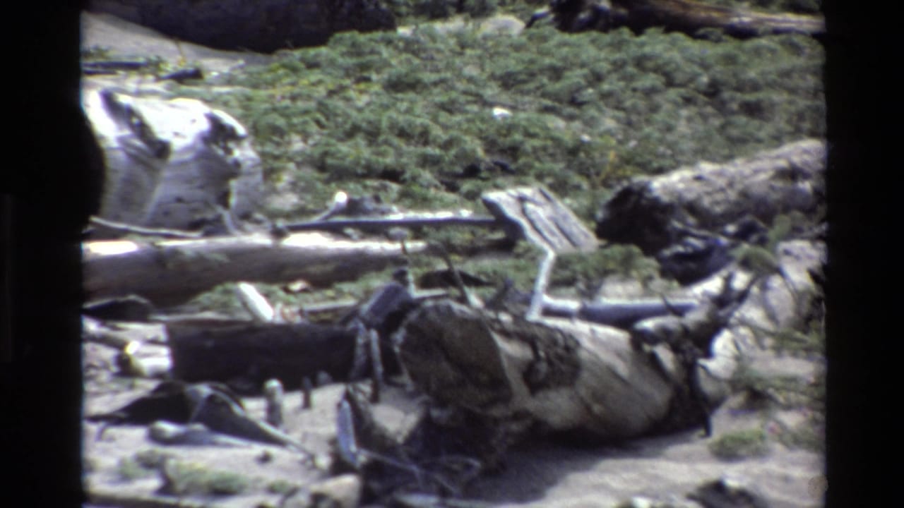 1980 Big Sur beach view with low coastal plants, driftwood, scattered debris, and a small bird or shore animal near the sand.