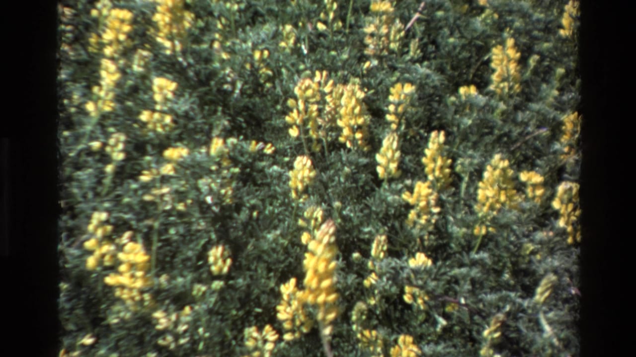 Close 1980 Big Sur home-movie view of yellow wildflowers clustered among dense green shrubs in bright sunlight.