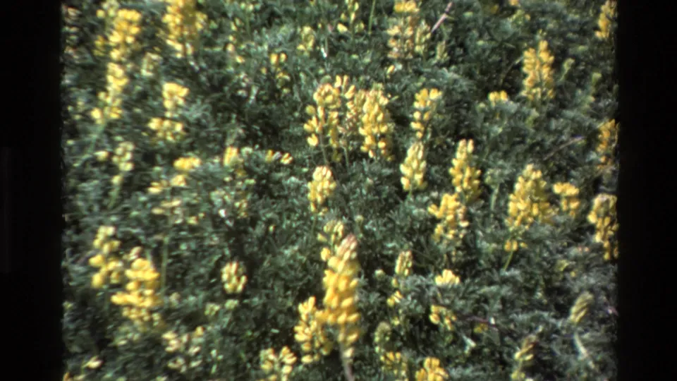 Close 1980 Big Sur home-movie view of yellow wildflowers clustered among dense green shrubs in bright sunlight.