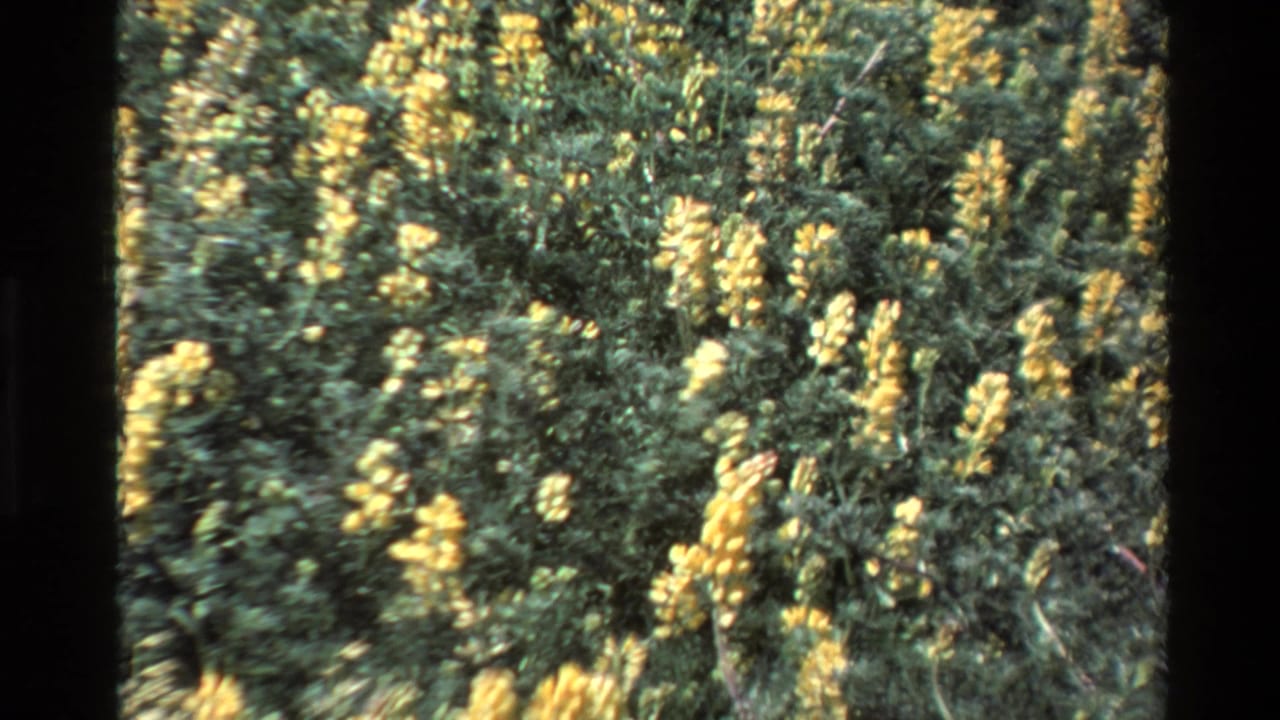 Soft handheld Big Sur wildflower close-up from 1980, with yellow blooms scattered through green coastal shrubbery.