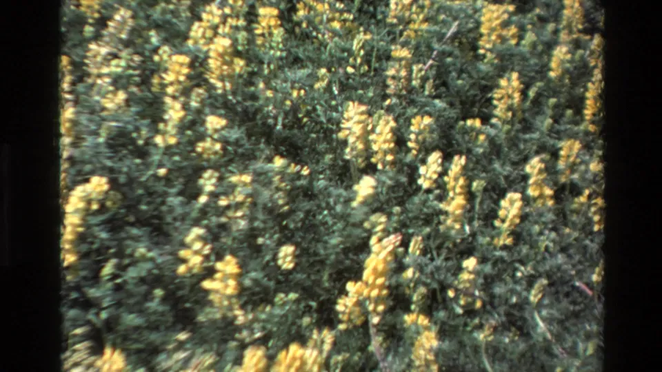 Soft handheld Big Sur wildflower close-up from 1980, with yellow blooms scattered through green coastal shrubbery.