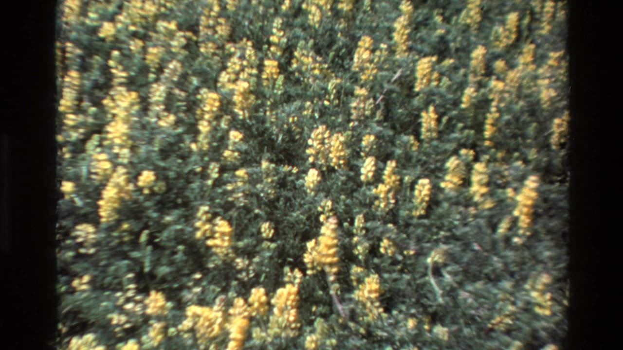 Close view of yellow wildflowers in green brush, likely Big Sur, California, from 1980 8mm home-movie footage.