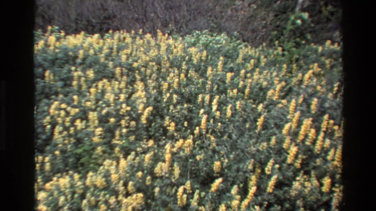 A broad patch of yellow wildflowers spreads across green hillside vegetation.