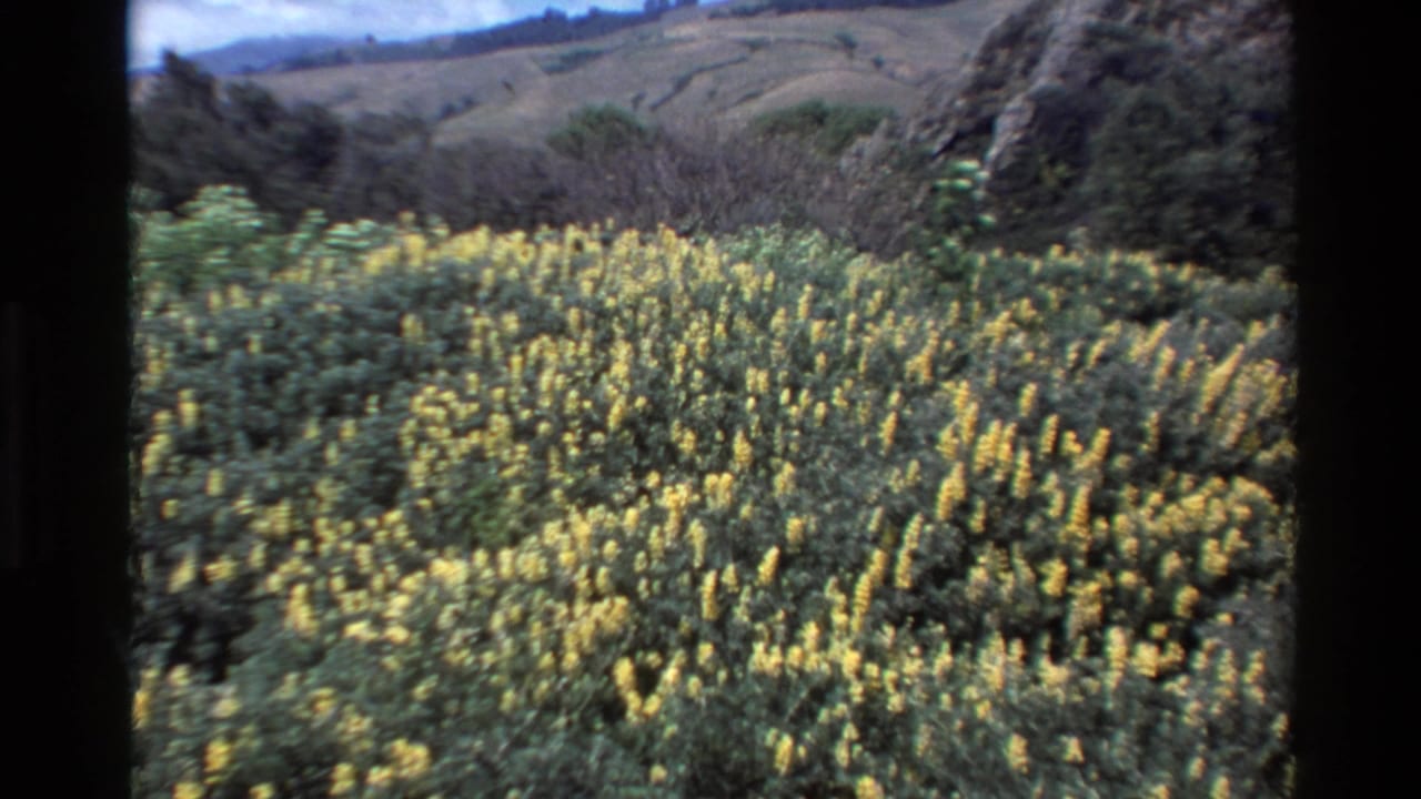 Foreground yellow wildflowers lead toward rolling Big Sur hills and darker brush in 1980 home-movie footage.