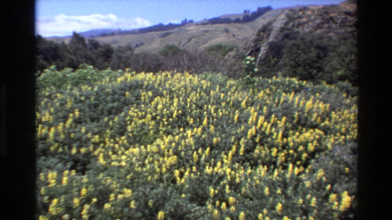 1980 Big Sur 8mm frame showing yellow wildflowers across a green hillside valley with rocky slopes and distant sky.