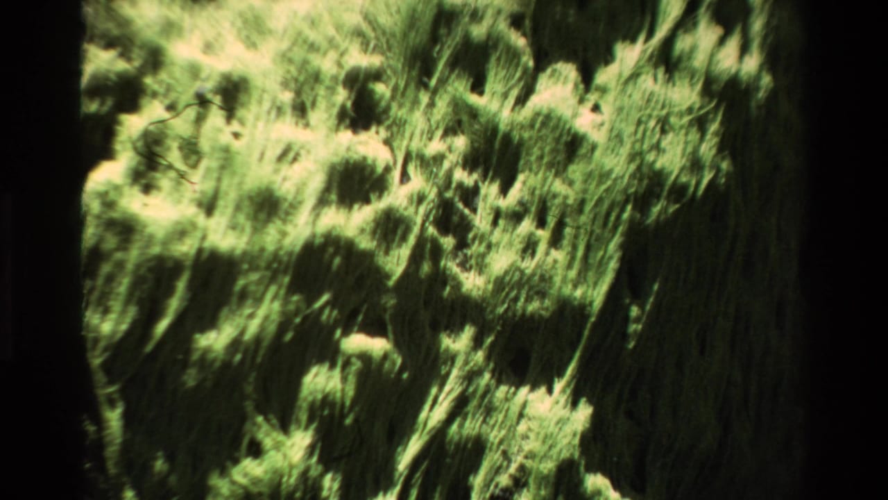 Zoomed-in view of lichen patches on rock surface, lime-green texture filling frame with dark right border.