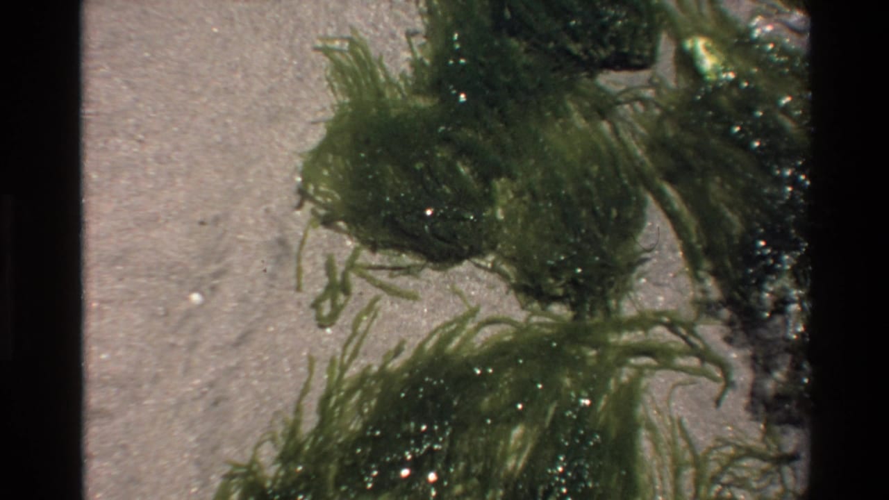 8mm film frame, c.1980: dense green algae strands glistening on wet sandy California shoreline