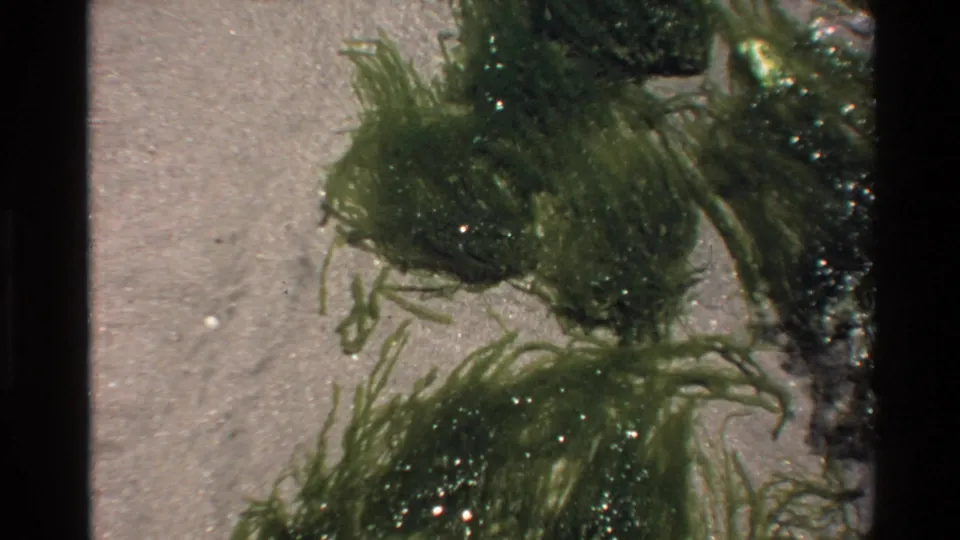 8mm film frame, c.1980: dense green algae strands glistening on wet sandy California shoreline