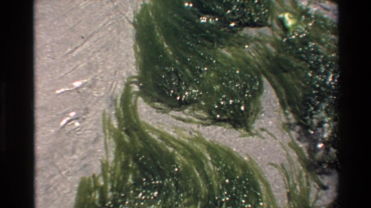 Fibrous green seaweed mass on wet sandy shoreline, 8mm film