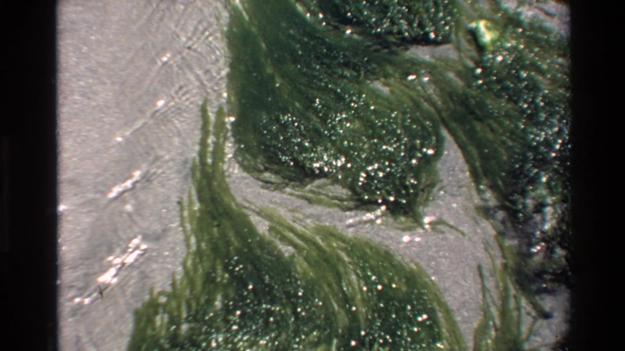 Tighter 8mm frame, c.1980: glistening green marine algae in shallow tidal water on sandy shore