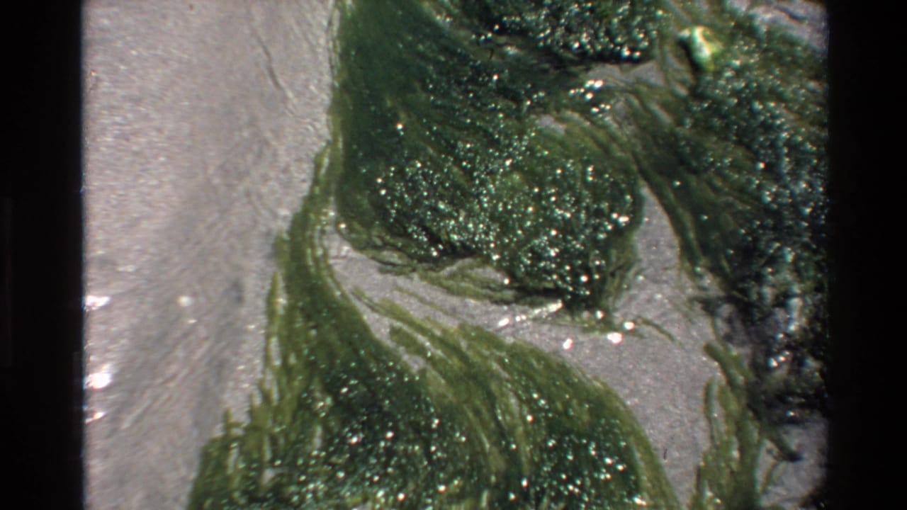 Final 8mm frame, c.1980: dense fibrous green algae mass resting in shallow shoreline water