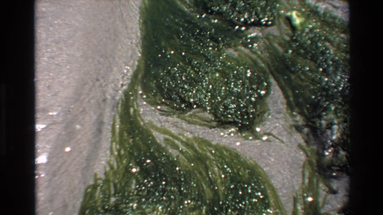 Super 8 close-up of green algae on a sandy coastal substrate, Big Sur area, California, circa 1980.