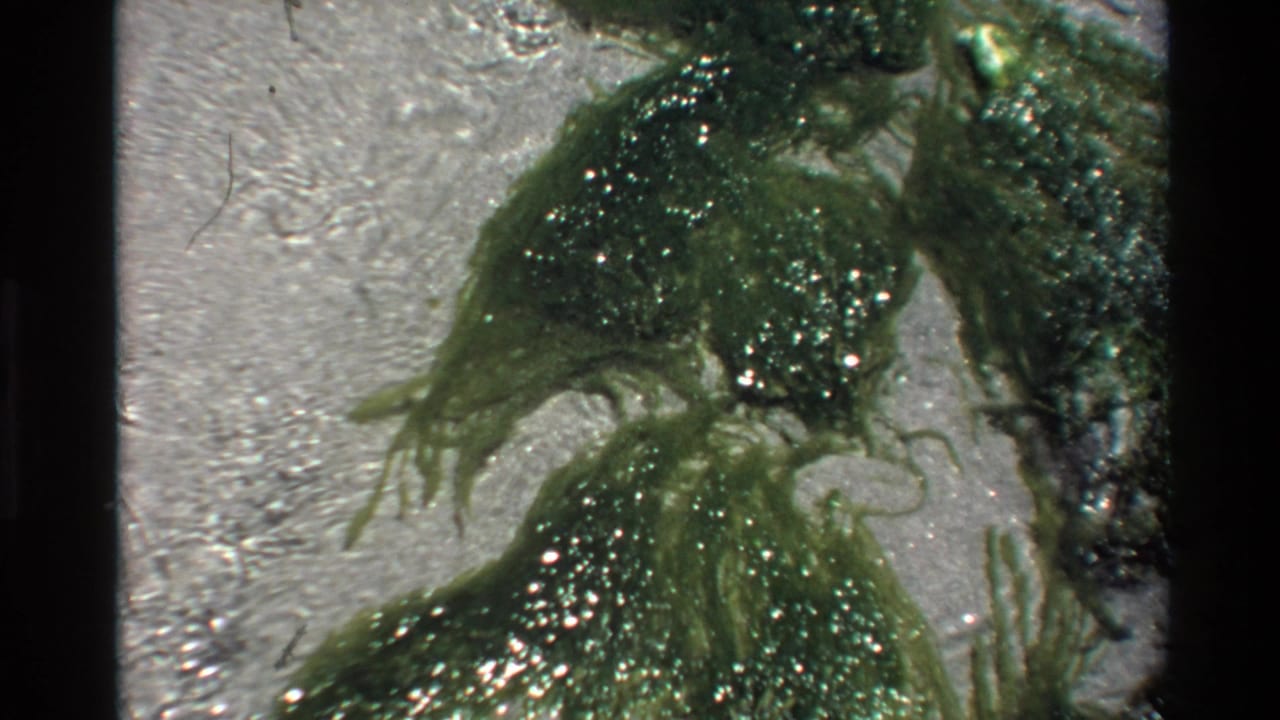 Green algae fronds fanned out over wet sand, sunlight sparkling on shallow water surface, 8mm film.