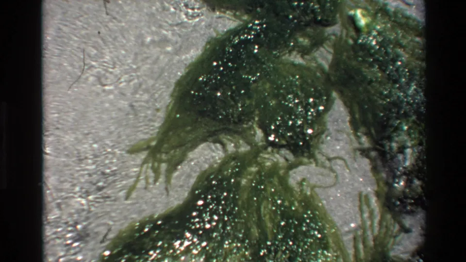 Super 8 frame of algae fronds spread by current over a sandy coastal bottom, California coast, circa 1980.