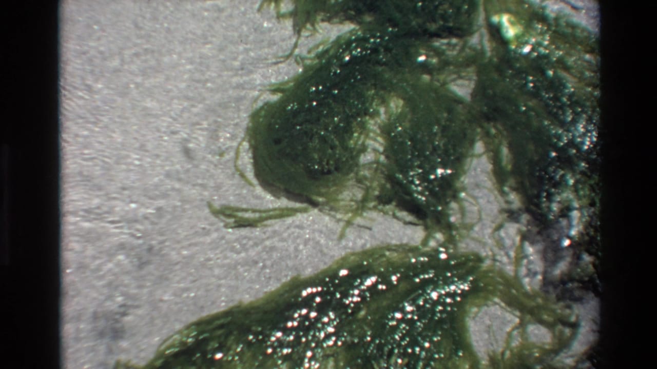 8mm close-up of dense green algae cluster in shallow coastal water over sandy bottom, Big Sur region, California, circa 1980.