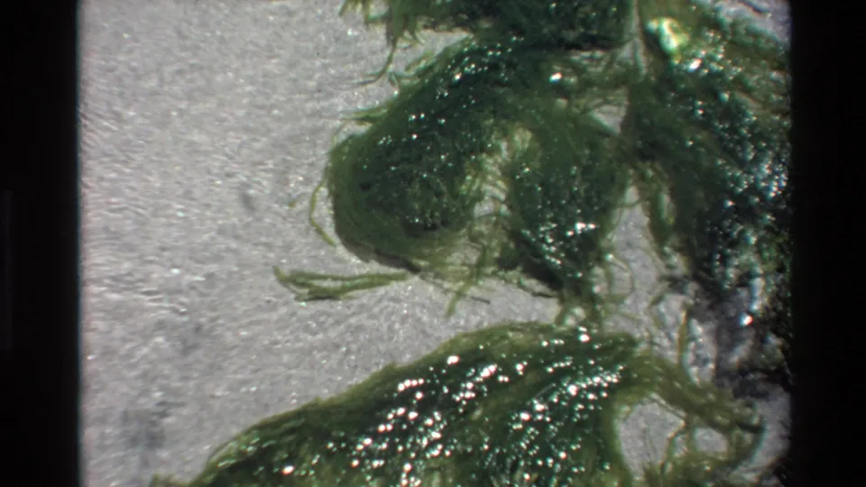 8mm close-up of dense green algae cluster in shallow coastal water over sandy bottom, Big Sur region, California, circa 1980.