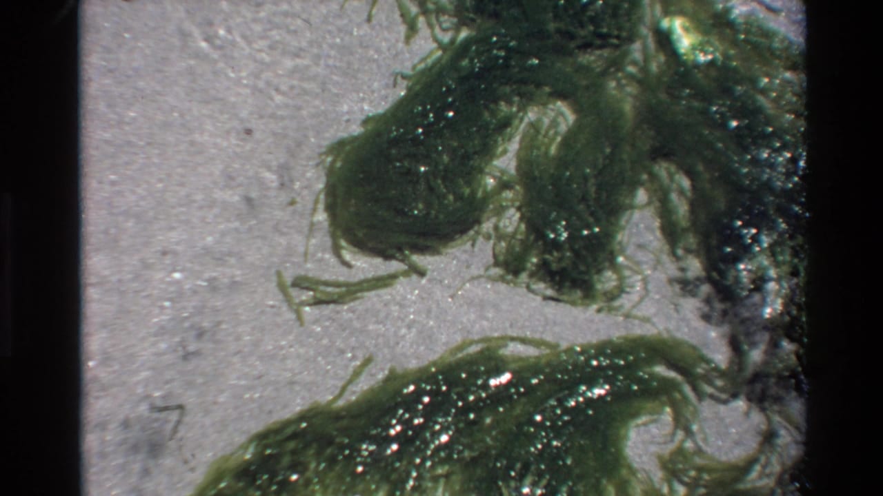 Super 8 footage of green algae moving gently in shallow coastal water over a sandy bottom, California coast, circa 1980.