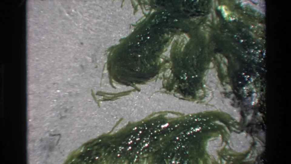 Super 8 footage of green algae moving gently in shallow coastal water over a sandy bottom, California coast, circa 1980.