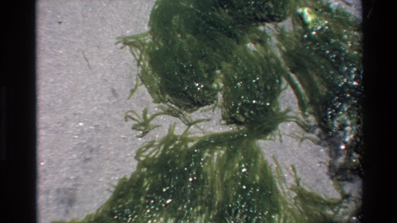 Close-up of green seaweed algae on wet sand, filmed in Super 8 at Big Sur, California, circa 1980.