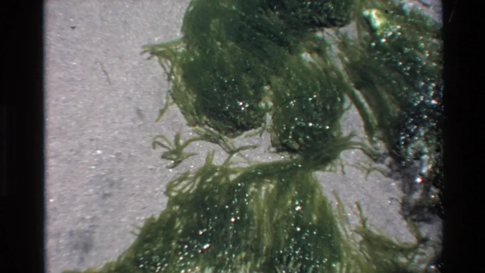 Close-up of green seaweed algae on wet sand, filmed in Super 8 at Big Sur, California, circa 1980.