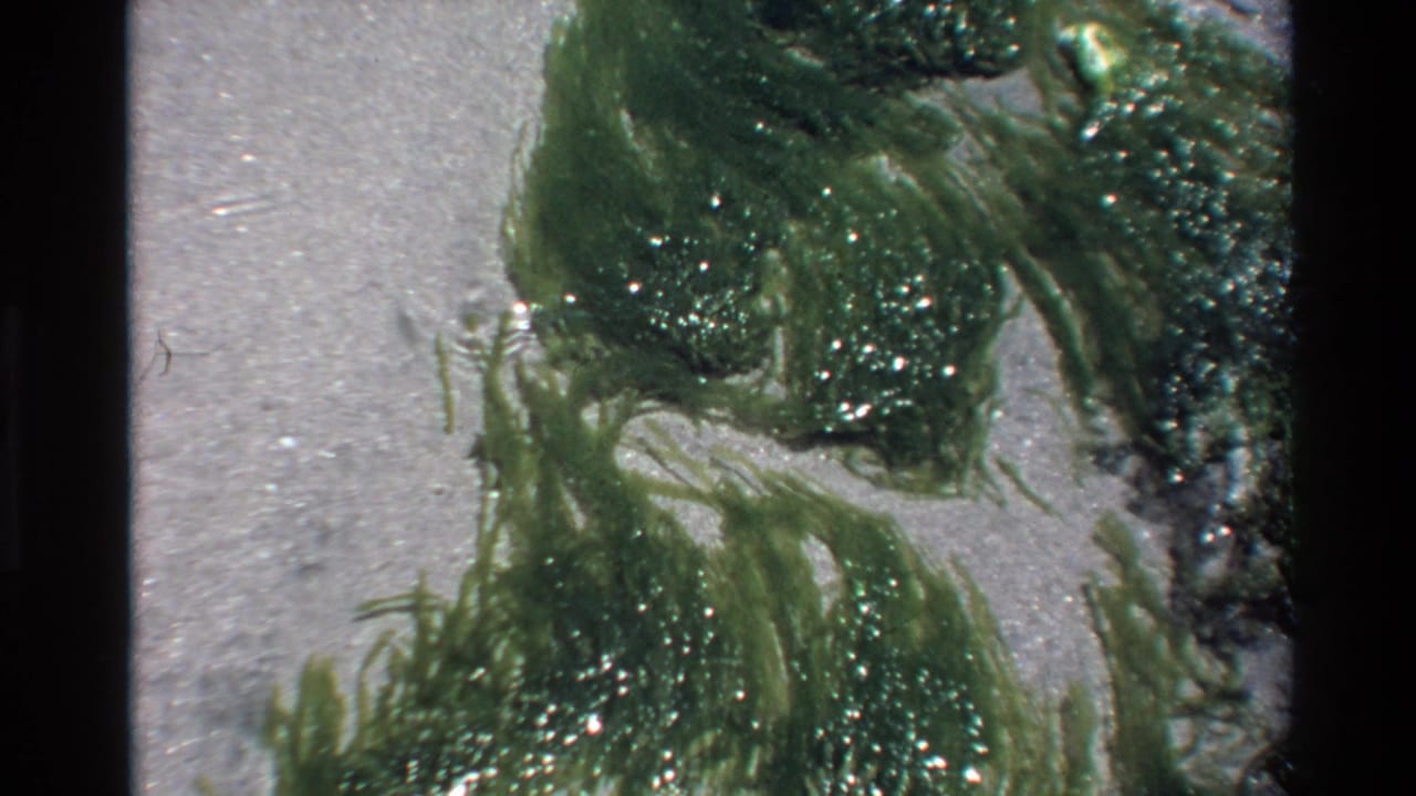 Green algae strands on damp sand in close-up, shot on Super 8 film with visible grain.