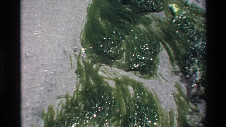 Green algae strands on wet sandy beach surface, close-up Super 8 footage from Big Sur, California, circa 1980.