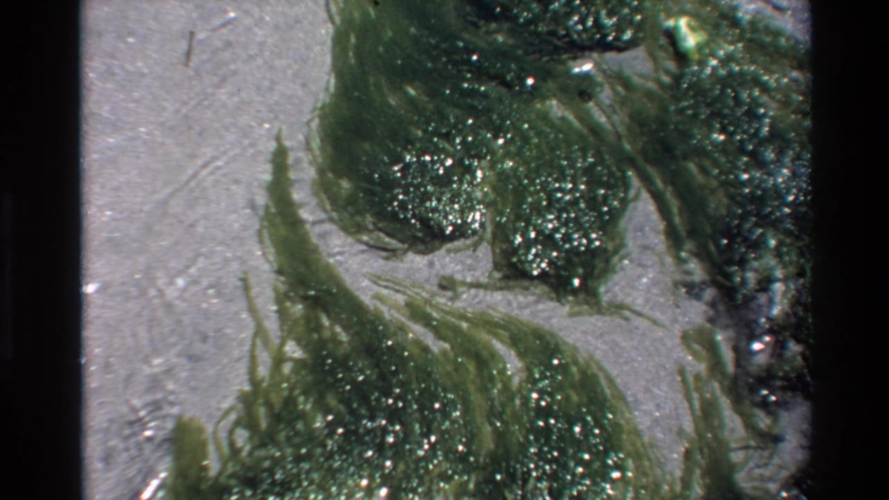 Dense green algae clump with trailing strands on wet sandy beach, Super 8 close-up from Big Sur, California, circa 1980.