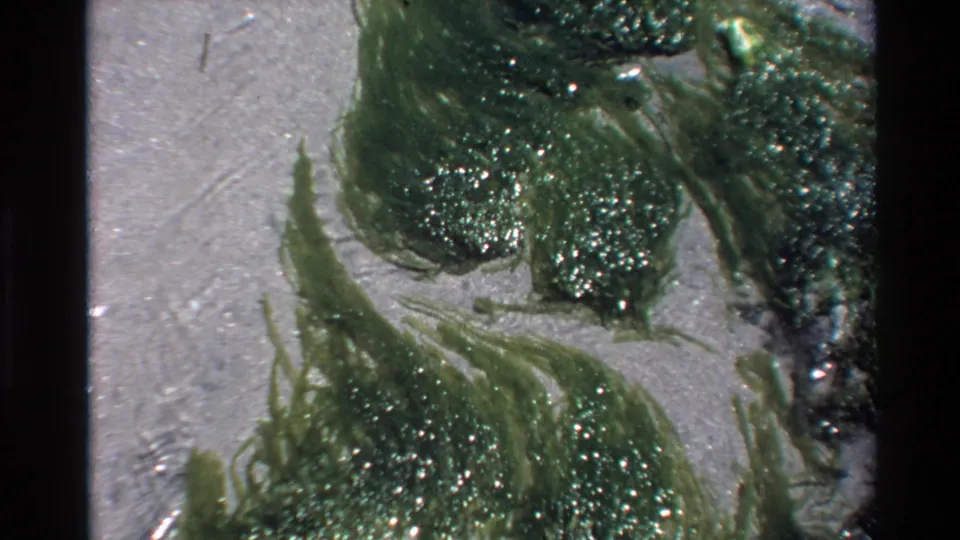 Dense green algae clump with trailing strands on wet sandy beach, Super 8 close-up from Big Sur, California, circa 1980.