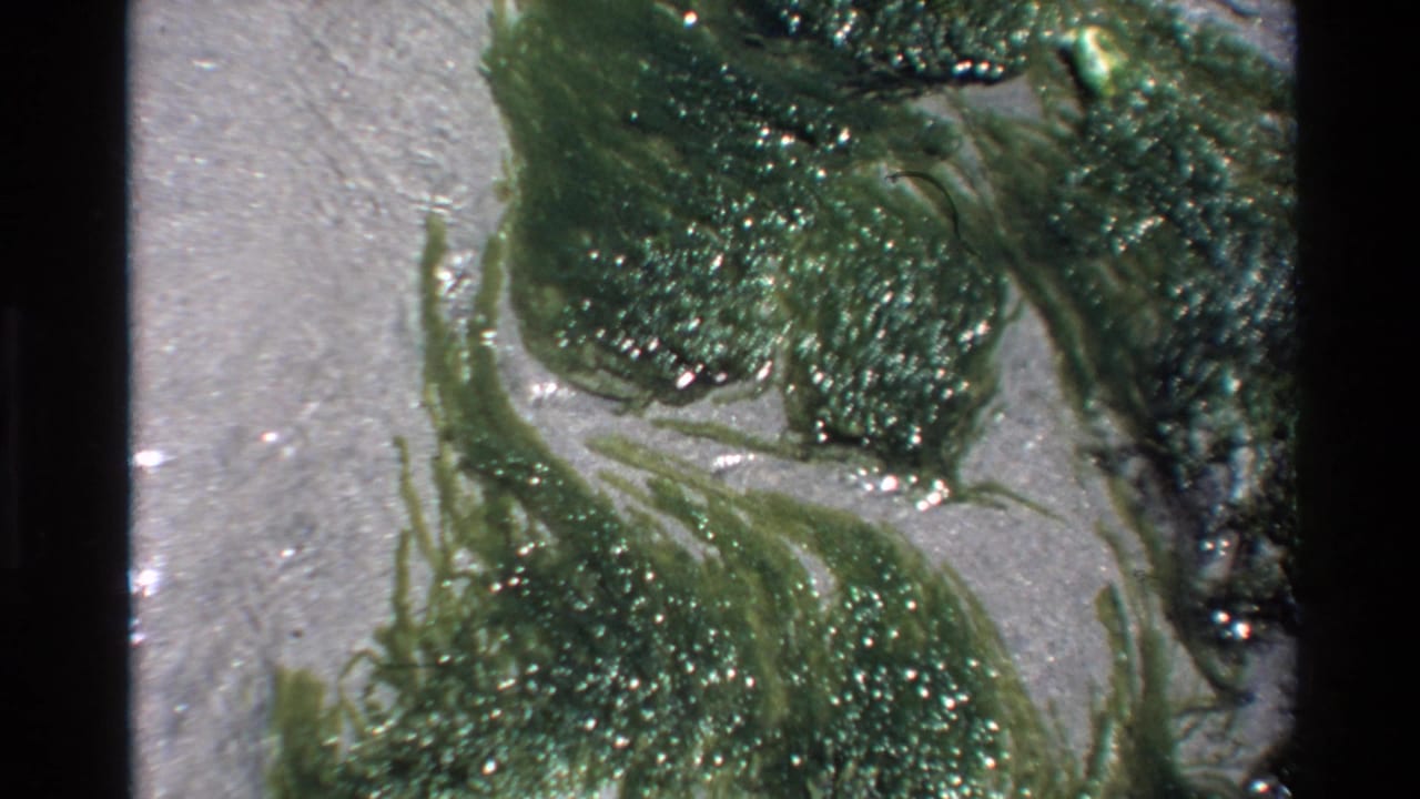 Green seaweed mass with extended strands on damp sand, Super 8 close-up from Big Sur, California, circa 1980.