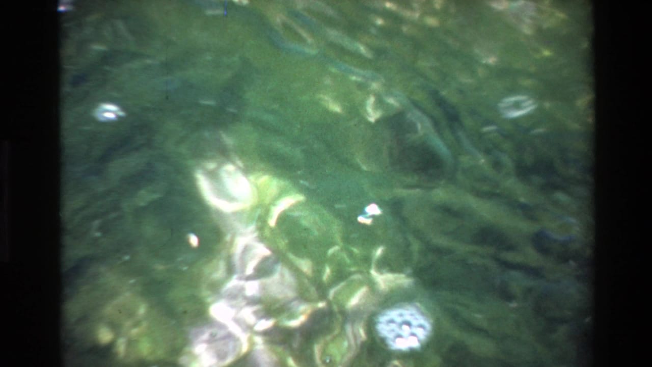 Green underwater scene with algae and scattered air bubbles visible through murky water on 8mm film.